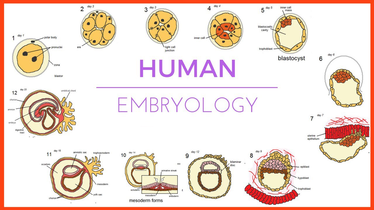 The image showing the human embryology.