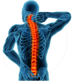 vector image of spine
