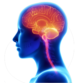 vector image of brain