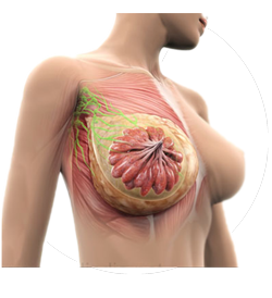 vector image of breast