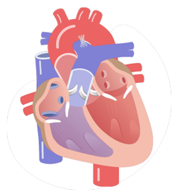 vector image of cardiac
