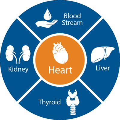 Heart, kidney, liver, thyroid, and blood stream segments in a circle