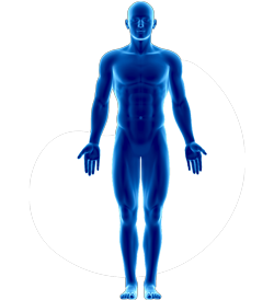 vector image of whole body